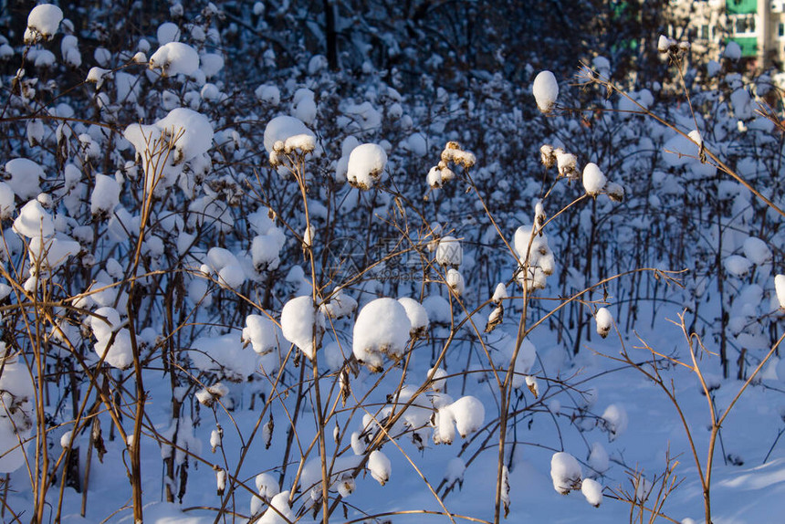 冬天干燥的植物雪图片