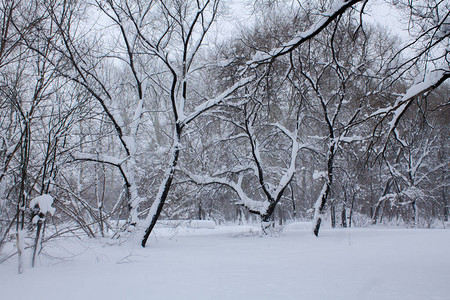 雪中的树木树上的公园图片