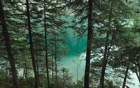 背景壁纸绿松石山湖背景的隐树木和清水图片
