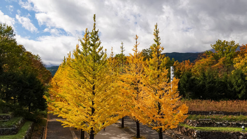 日本的秋天公园图片