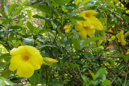 黄花金喇叭阿拉曼达宣泄绿叶上的特写图片