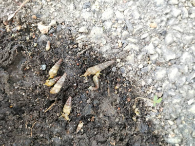 泥土上的小opeapyrgulaawlsnail图片
