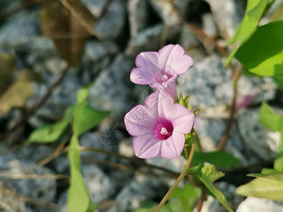 野生小番薯植物图片