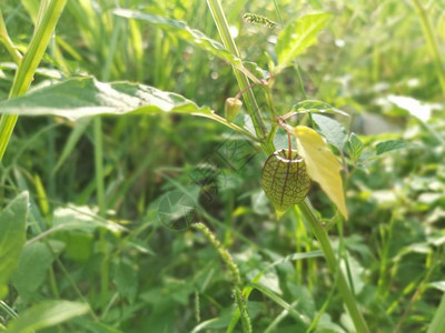 绿色新鲜的植物以果实图片