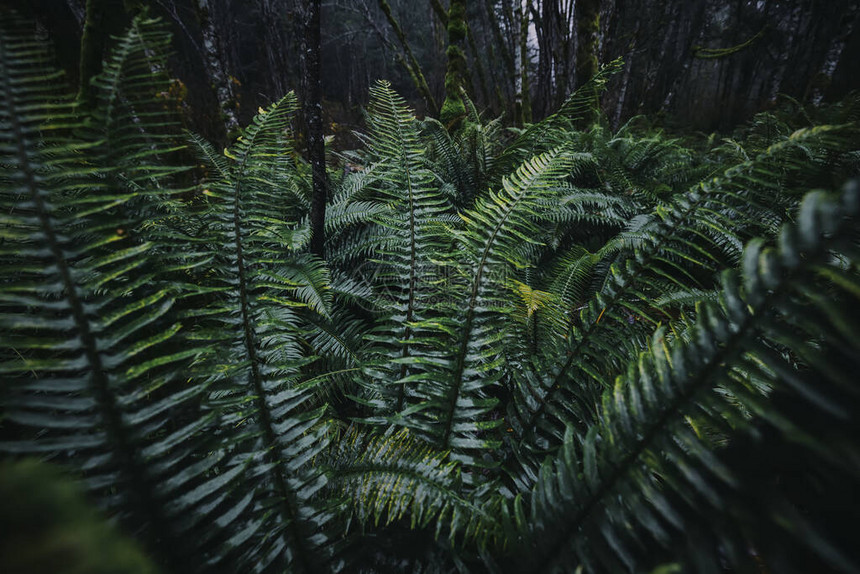 蕨类植物是热带雨林中常见的一种植物图片