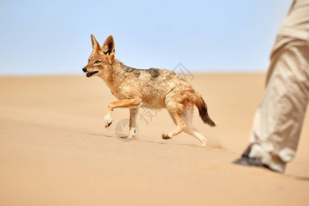 孤立的非洲黑背豺狗图片