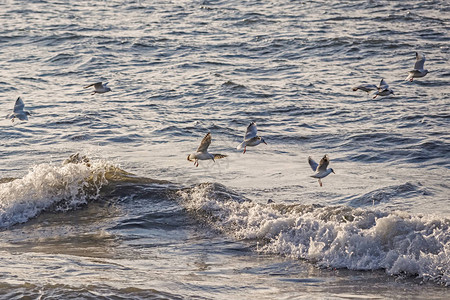 海鸥和海浪在海边图片