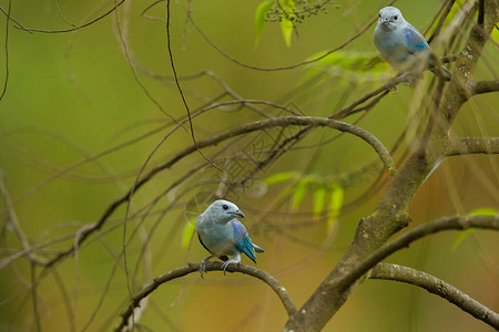 两只蓝色和浅灰色热带鸟类背景图片