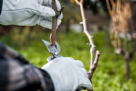 戴防护手套的Winegrower图片