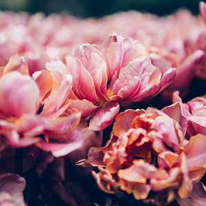 致敬母亲节公春天开花的惊人鹦鹉郁金香花坛的特写公背景