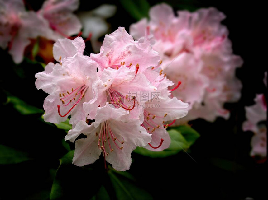 春天盛开的粉红色杜鹃花钟特写图片