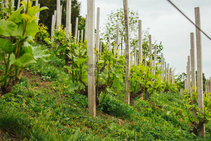 在春天种植葡萄藤葡萄藤种植在该领域的葡萄酒农业带叶子的年轻葡萄水果初夏图片