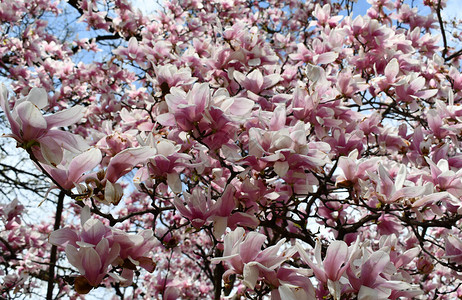 粉红木兰树枝盛满鲜花为春季背景图片