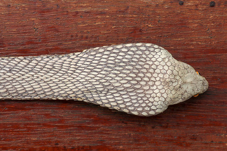 Ophiophagus汉娜晒黑的皮肤关闭印度尼西亚巴厘岛上最毒蛇的腰带皮革车间的产品眼镜王蛇也被称为hamadryad背景图片