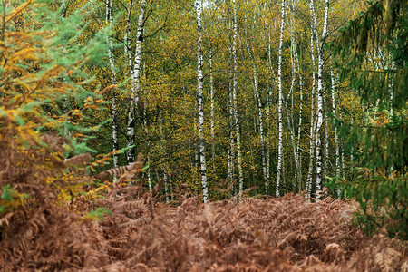秋天的森林里有黄叶树和棕图片