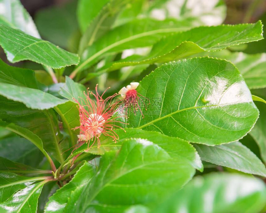 开花barringtoniaacutangula花和长下垂的总状花蕾图片