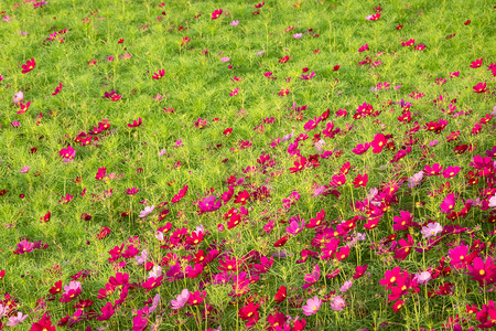 户外生动的波斯菊花卉农场图片