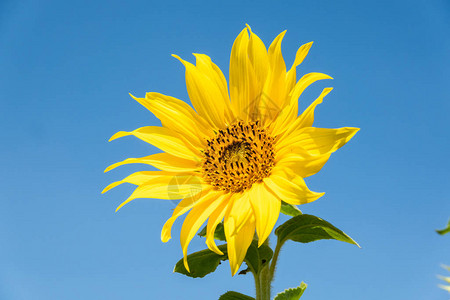 白天有黄色花朵的向日葵农场景观图片