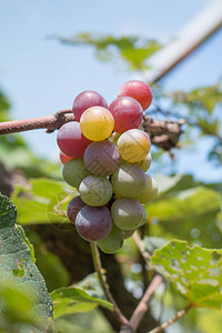 葡萄树上贴着绿叶的葡萄在室外种图片