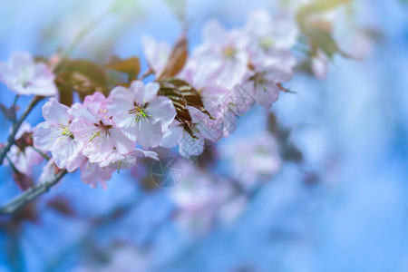 温柔的粉红樱桃树枝春天到来和自图片