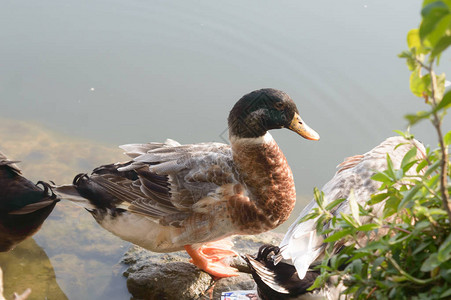 闪避站立在水边湿地湖水面上的鸭群鸟水海鸟背景
