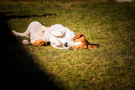 Beaglewalow和滚动在草地上狗有放松时间躺在阳光下的绿草上图片