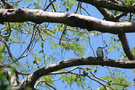 树枝上的一只小鸟栖息在树枝上的裁剪镜头图片