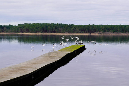 有飞翔的野鸟的木制湖浮桥图片