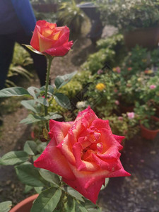 美丽的红玫瑰花法师图片