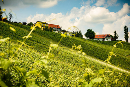 夏季斯洛文尼亚著名的心形葡萄酒之路图片