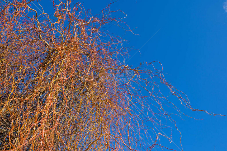 萨利克斯马苏达纳的小树枝在乌克兰冬天的蓝天背景上混乱的概图片
