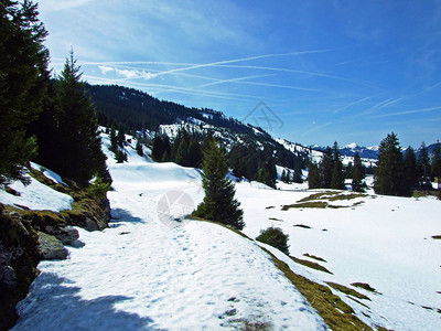 瑞士圣加仑州维尔德豪斯丘尔法滕阿尔卑斯山脉脚下的初春田园诗图片