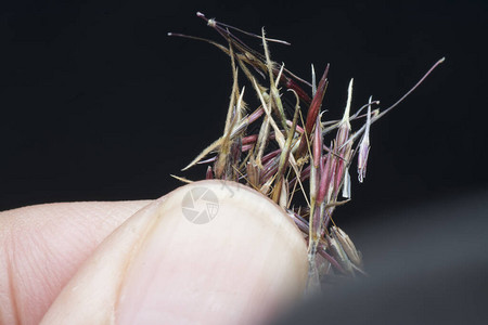 chrysopogonaciculatus草或手上的种子图片