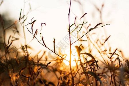 带有夕阳光的草花的背景图像图片