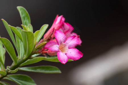 粉红Rhododendendron或背景上的粉红大圆花图片