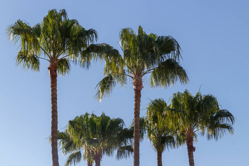 阳光下的棕榈树与清图片