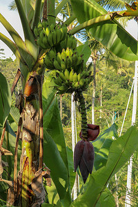 一堆绿色香蕉在花园里的树上图片