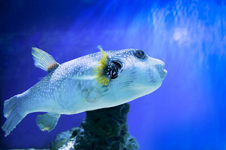 河豚鱼ArothronHispidus在水族馆作为自然水下背景图片