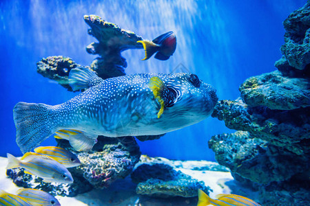 河豚鱼ArothronHispidus在水族馆作为自然水下背景图片