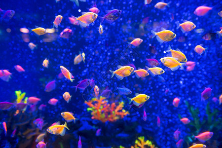 水族馆热带鱼类为自然在水下图片