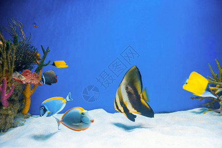 AcanthurusLeucocoster非外科动物和水族馆天使鱼作为自然水下背景图片