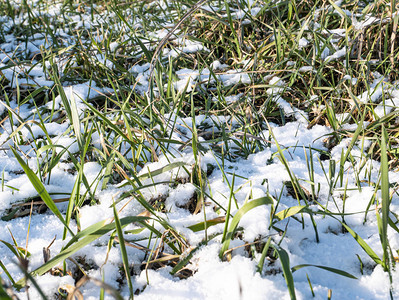春天从雪下的绿芽背景图片文本的图片
