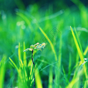 绿色自然背景草和太阳光多彩的图片