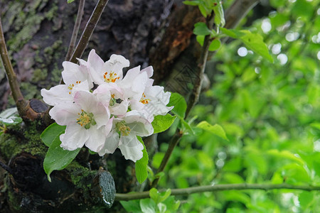 苹果树上满是白花瓣图片