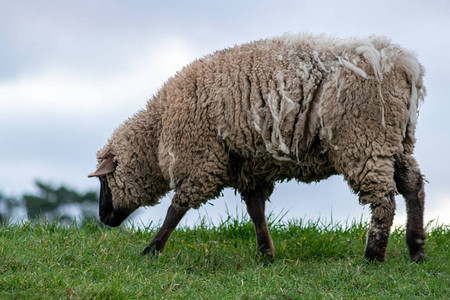 牧羊人的绵羊在有机农场里有足够的动物住房背景图片