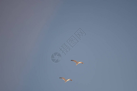 在蓝天背景的白色海鸥海岸上的鸟晴空万里图片