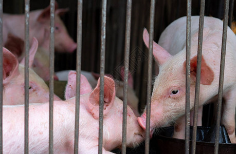 呷哺呷哺农场里的小猪粉红色的小猪非洲猪瘟和猪流感的概念畜牧业猪肉行业健康可爱的猪在摊位或谷仓哺背景