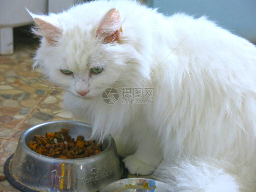 白色毛茸的西伯利亚猫从金属碗里吃东西图片