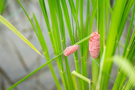 GoldenAppleSnails高度侵入图片