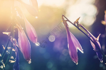 特写美丽的玉簪花与露水或雨滴在早晨的阳光背下五颜六色的花卉背景